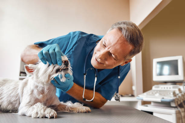 Best Emergency Dentist for Knocked-Out Tooth in Governors Village, NC